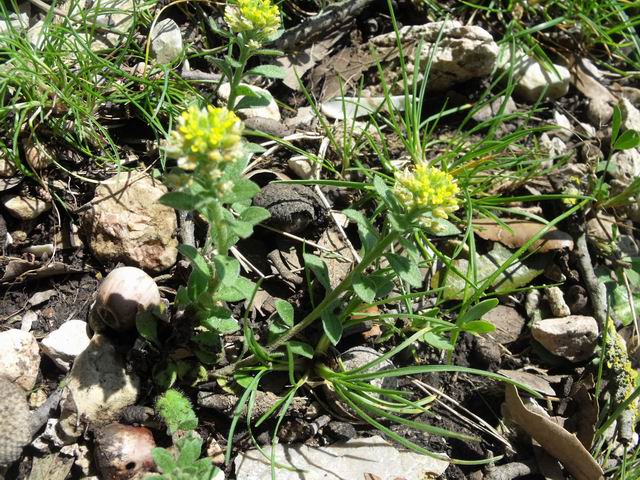 Alyssum campestre